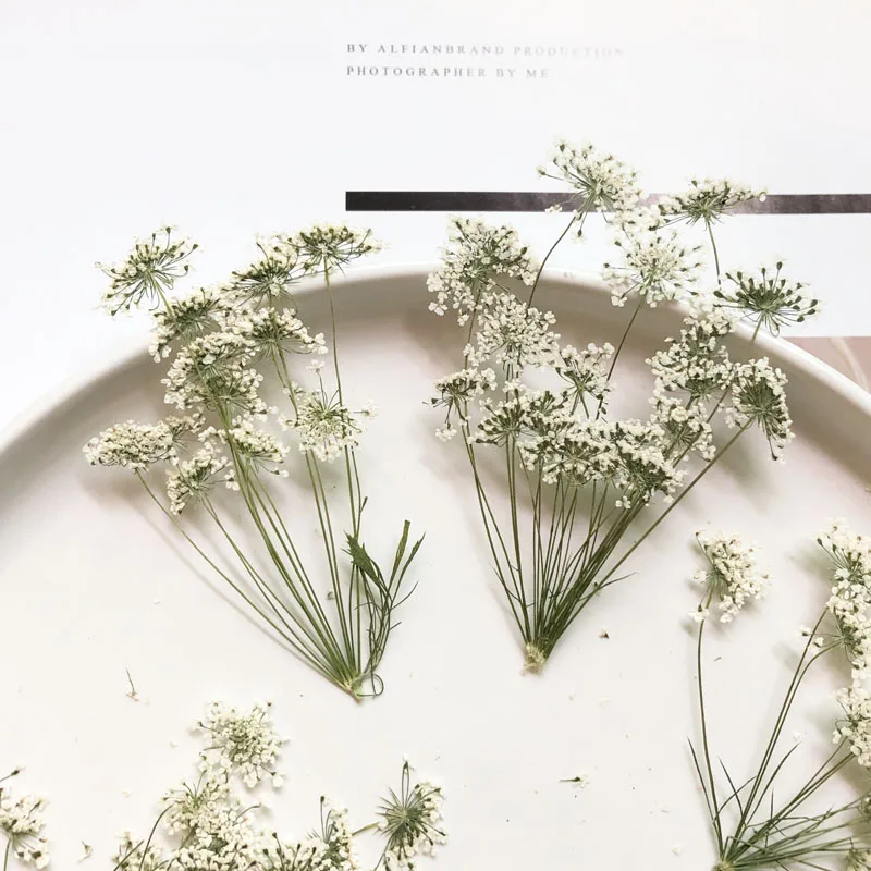 5-7cm/12pcs,Snow Tiny Flowers  - đánh giá và giá Craft Embellishments