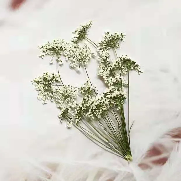 5-7cm/12pcs,Snow Tiny Flowers  - đánh giá và giá Craft Embellishments
