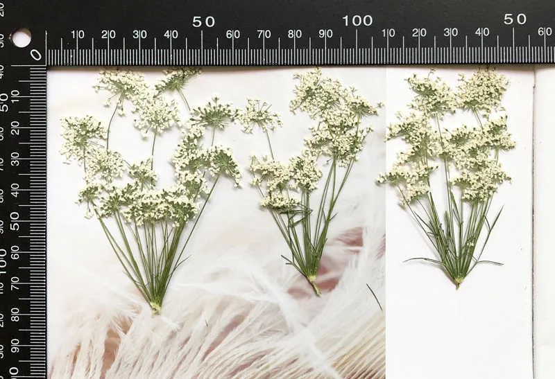 5-7cm/12pcs,Snow Tiny Flowers  - đánh giá và giá Craft Embellishments